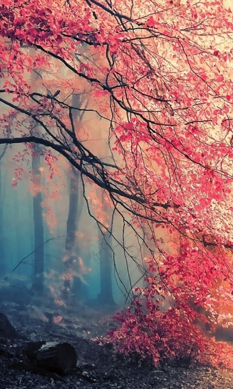 Misty Autumn Forest and Sun wallpaper 480x800