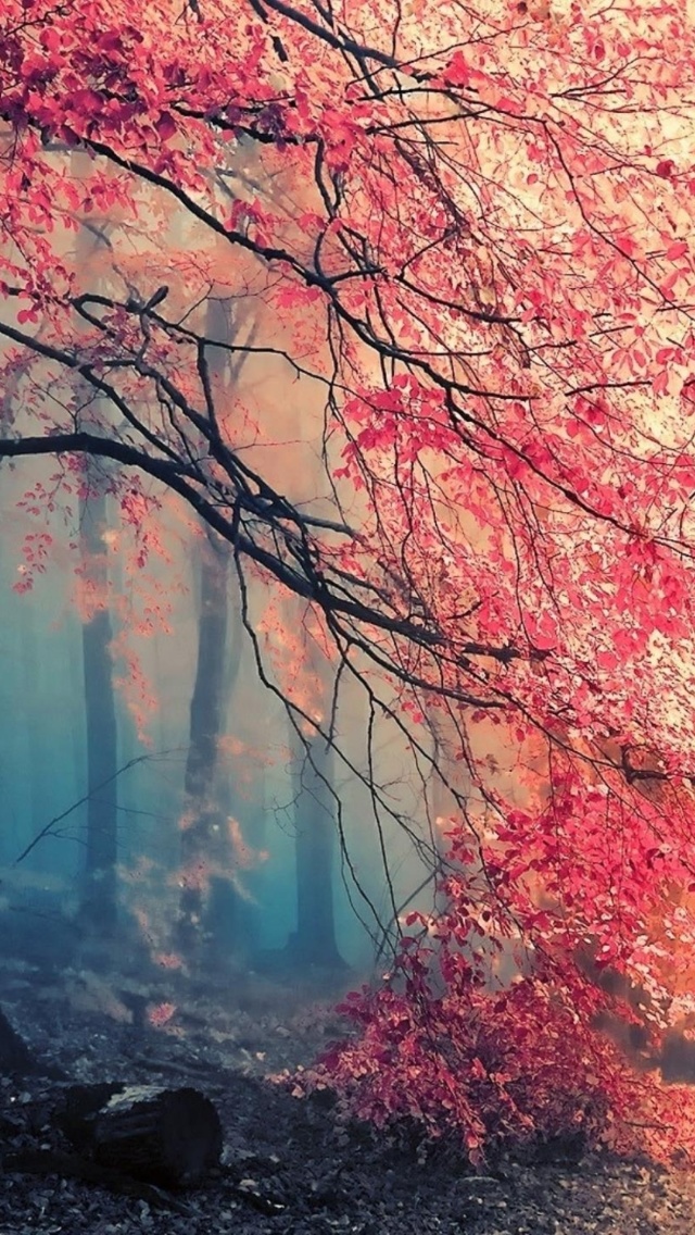 Misty Autumn Forest and Sun wallpaper 640x1136
