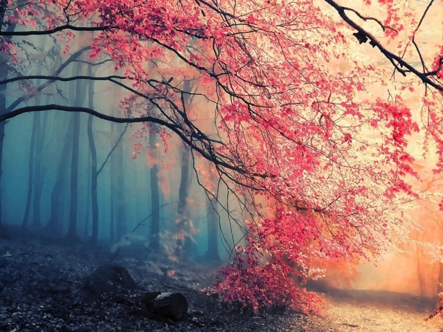 Fondo de pantalla Misty Autumn Forest and Sun 640x480