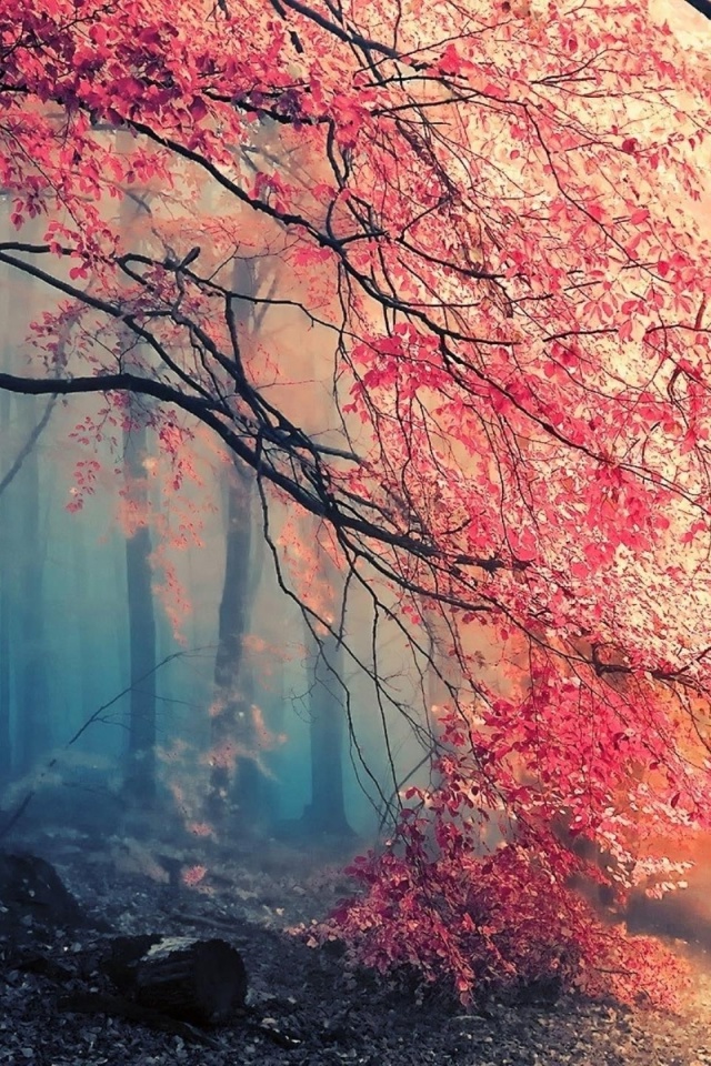 Das Misty Autumn Forest and Sun Wallpaper 640x960