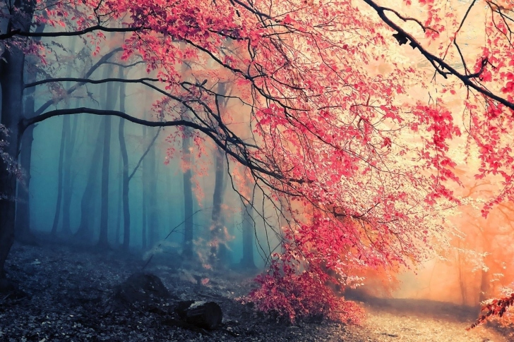 Misty Autumn Forest and Sun wallpaper