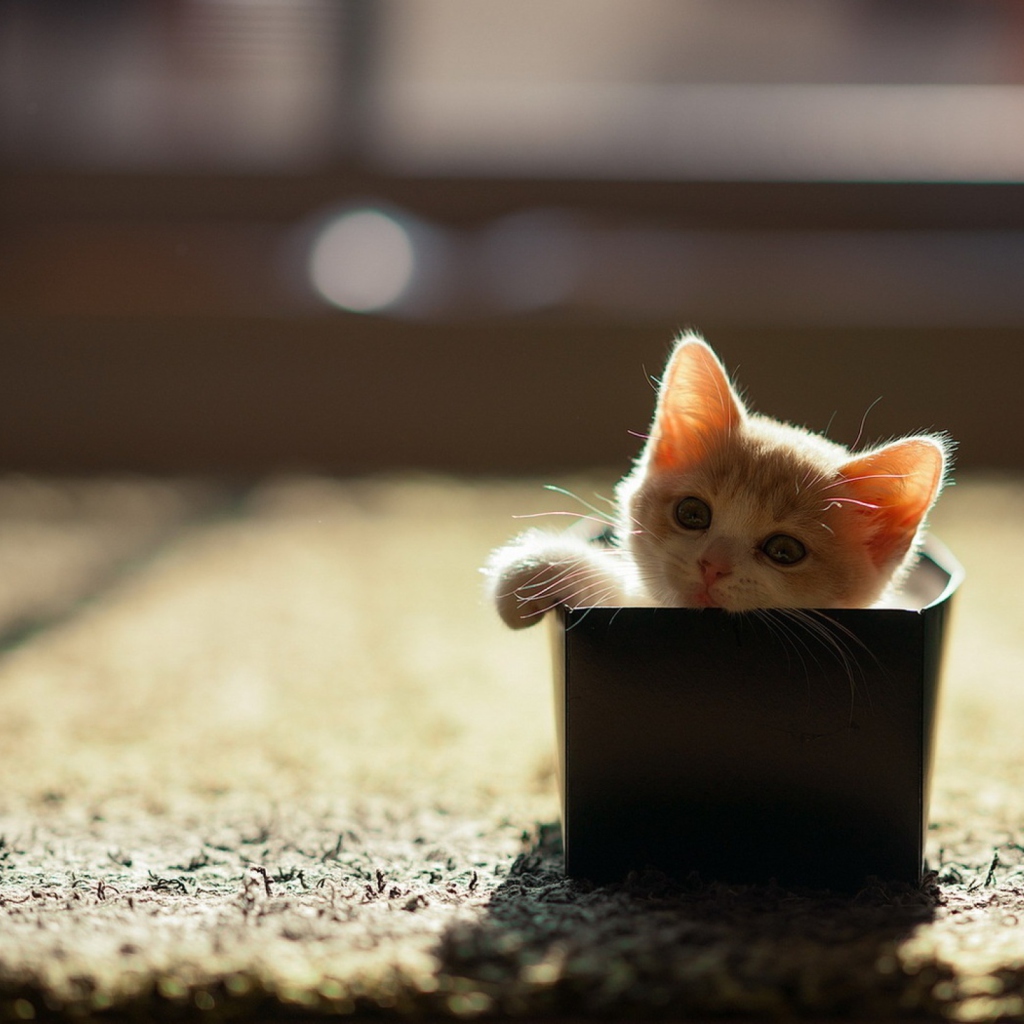 Little Kitten In Box wallpaper 1024x1024