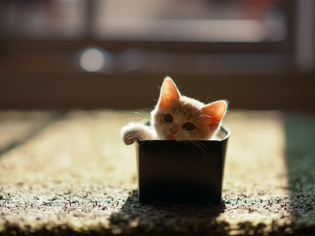 Little Kitten In Box wallpaper 1024x768