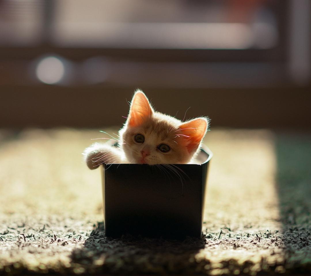 Das Little Kitten In Box Wallpaper 1080x960