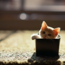 Fondo de pantalla Little Kitten In Box 128x128