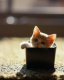 Fondo de pantalla Little Kitten In Box 128x160