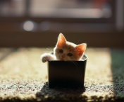 Das Little Kitten In Box Wallpaper 176x144