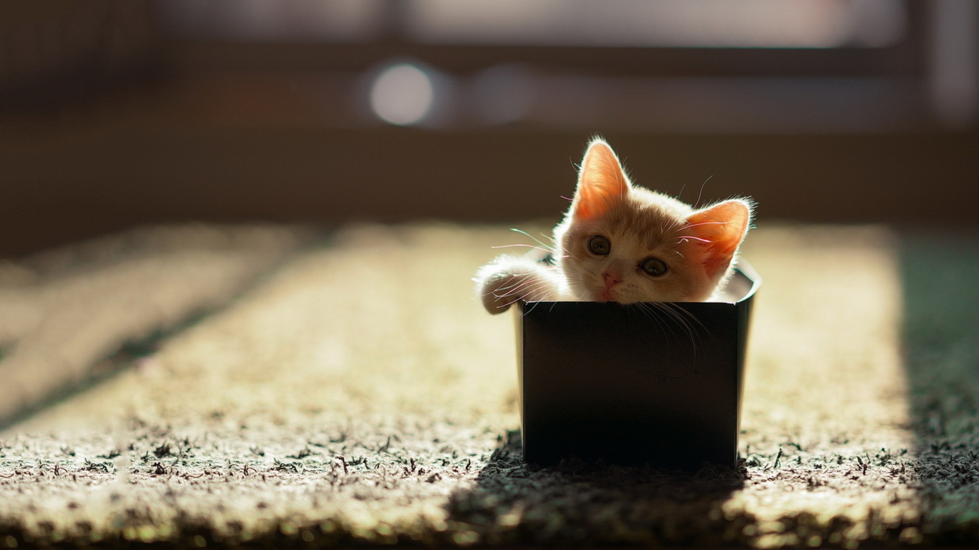 Little Kitten In Box screenshot #1 1920x1080