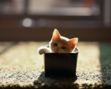 Das Little Kitten In Box Wallpaper 220x176