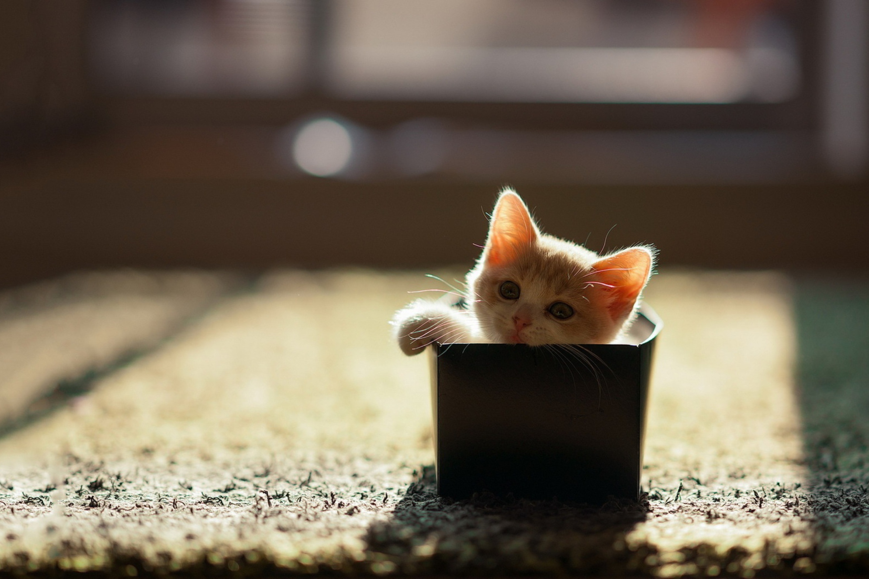 Fondo de pantalla Little Kitten In Box 2880x1920