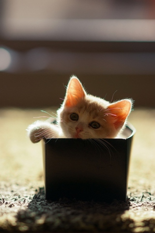 Обои Little Kitten In Box 320x480