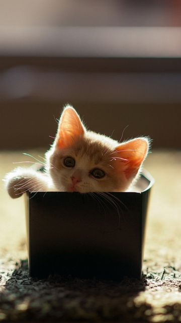 Das Little Kitten In Box Wallpaper 360x640