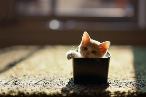 Fondo de pantalla Little Kitten In Box 480x320