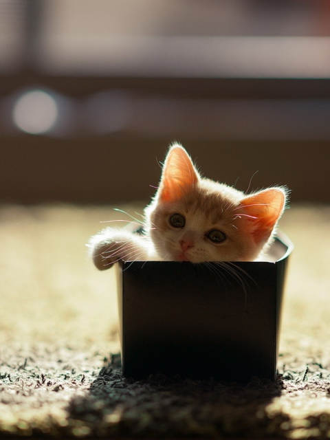 Das Little Kitten In Box Wallpaper 480x640