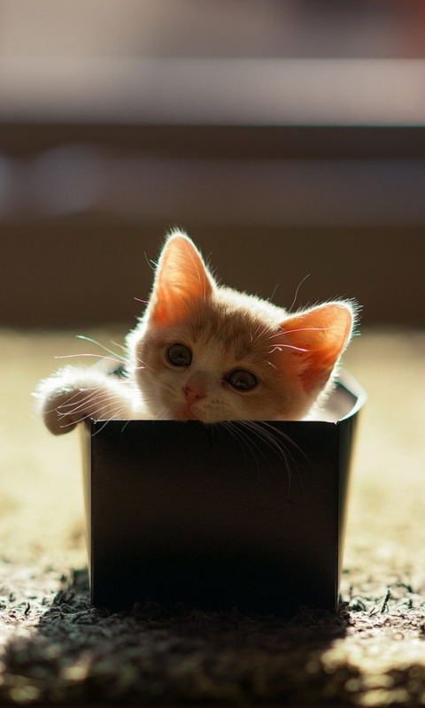 Das Little Kitten In Box Wallpaper 480x800