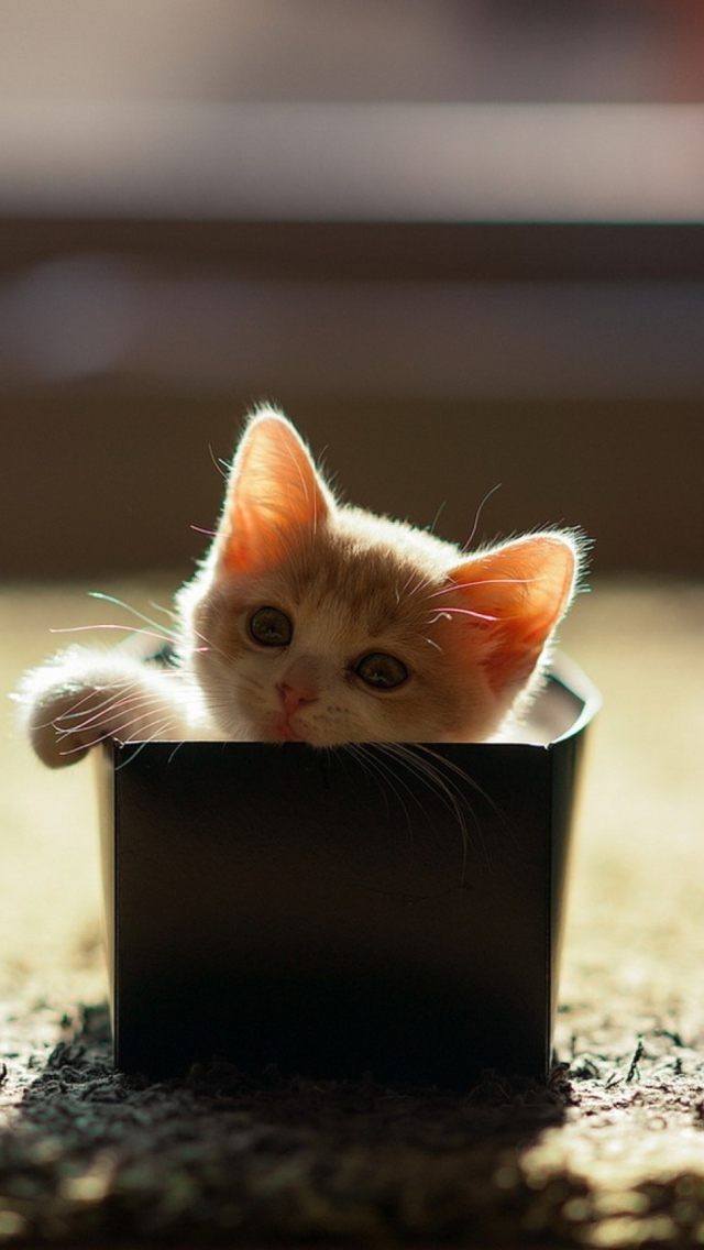 Fondo de pantalla Little Kitten In Box 640x1136