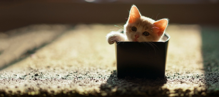 Fondo de pantalla Little Kitten In Box 720x320