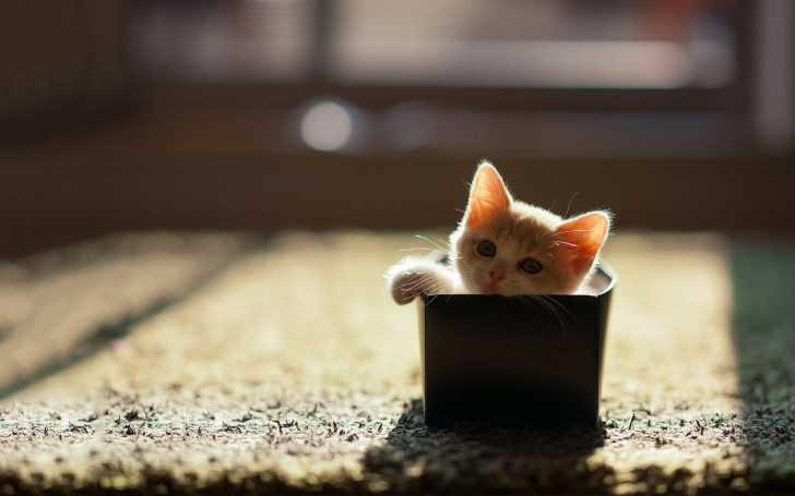 Fondo de pantalla Little Kitten In Box