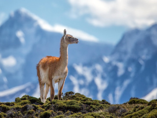 Sfondi Lama in Peru 320x240