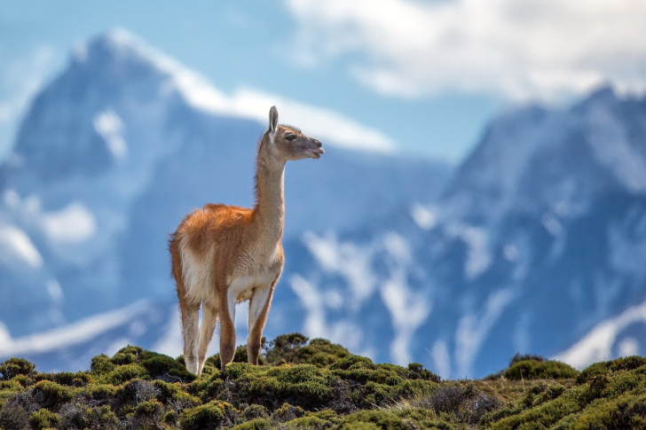 Обои Lama in Peru