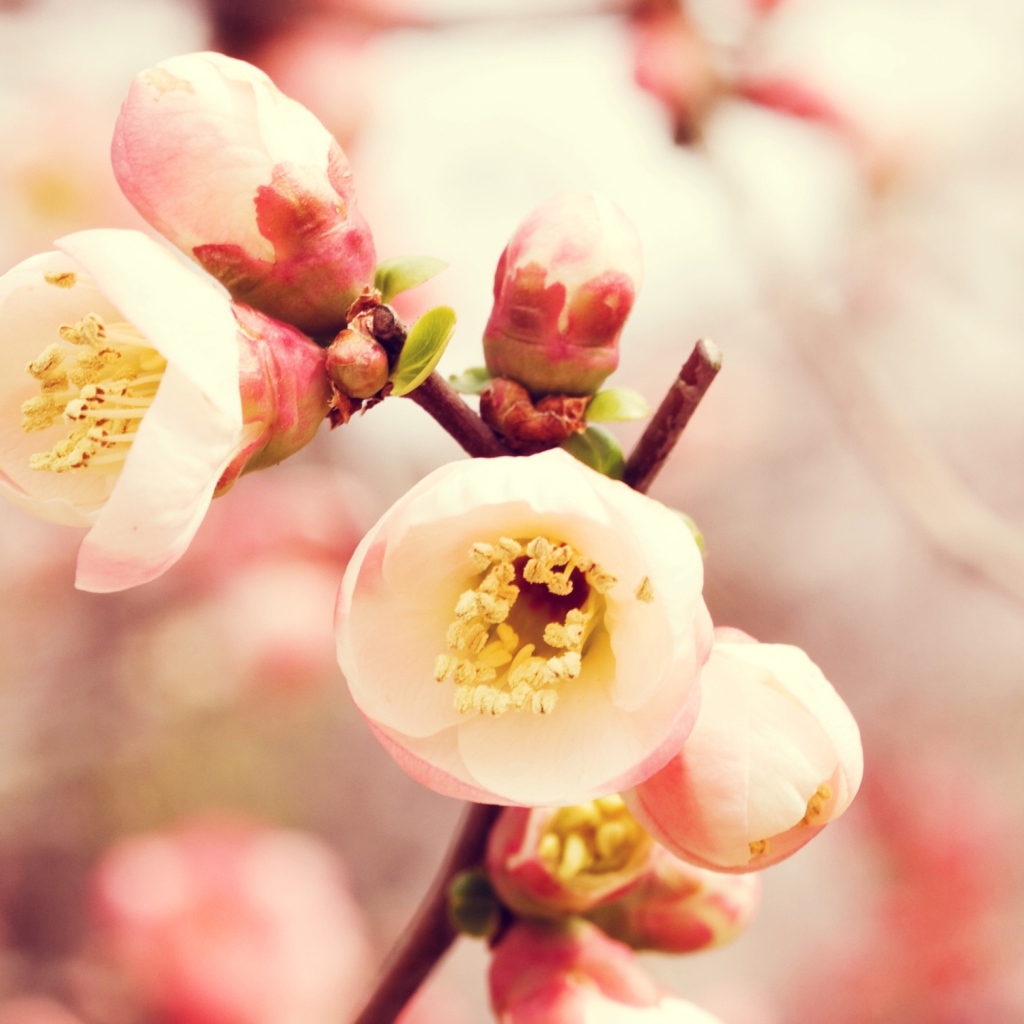 Das Tender Spring Blossom Wallpaper 1024x1024