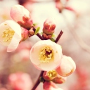 Обои Tender Spring Blossom 128x128
