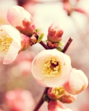 Tender Spring Blossom wallpaper 128x160