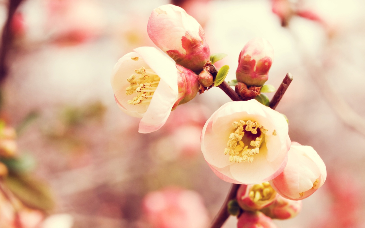 Screenshot №1 pro téma Tender Spring Blossom 1440x900