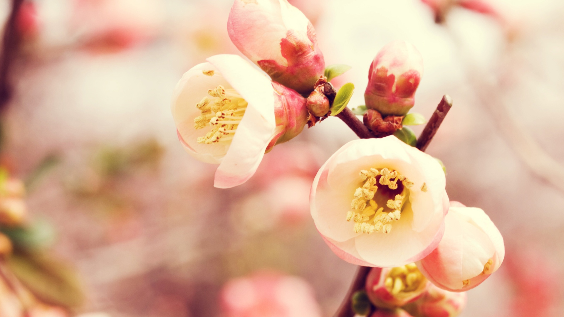 Tender Spring Blossom wallpaper 1920x1080