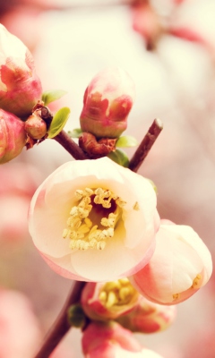 Das Tender Spring Blossom Wallpaper 240x400