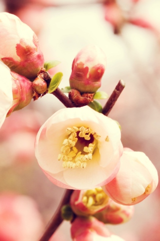 Sfondi Tender Spring Blossom 320x480