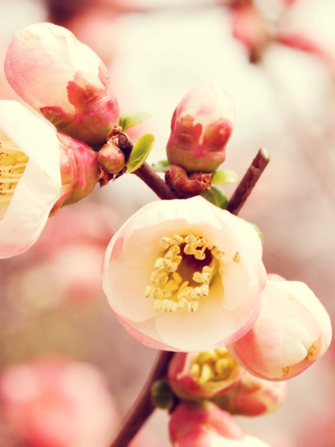 Tender Spring Blossom wallpaper 480x640