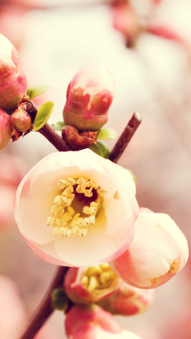 Sfondi Tender Spring Blossom 640x1136