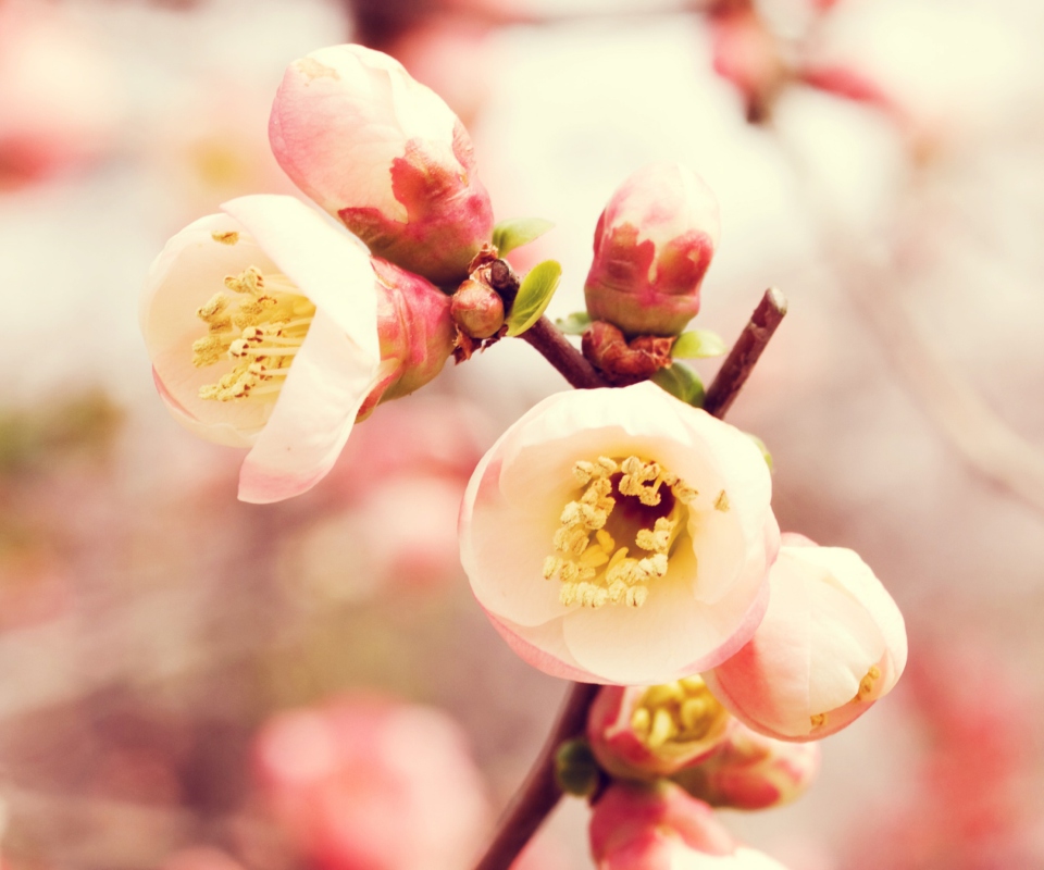 Sfondi Tender Spring Blossom 960x800
