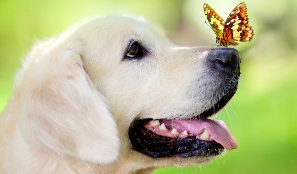 Sfondi Butterfly On Dog's Nose 1024x600