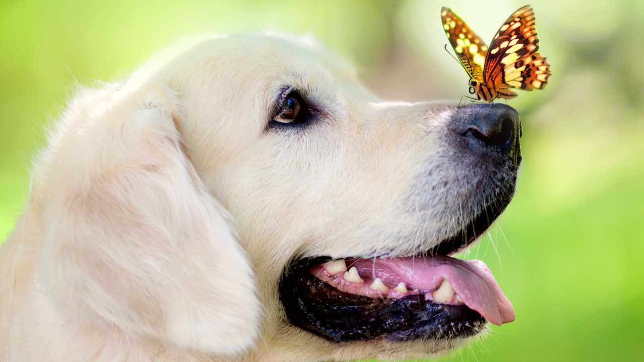 Das Butterfly On Dog's Nose Wallpaper 1280x720