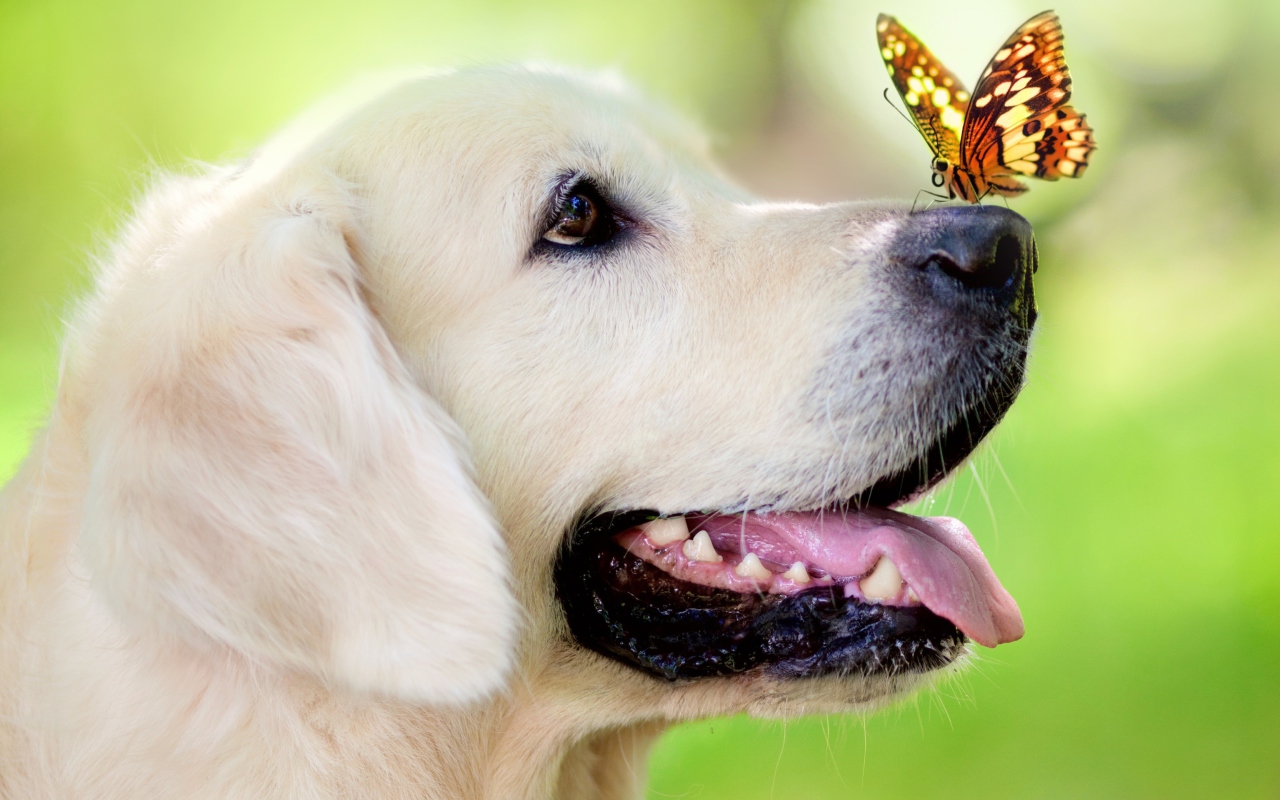 Butterfly On Dog's Nose wallpaper 1280x800