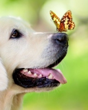 Fondo de pantalla Butterfly On Dog's Nose 128x160