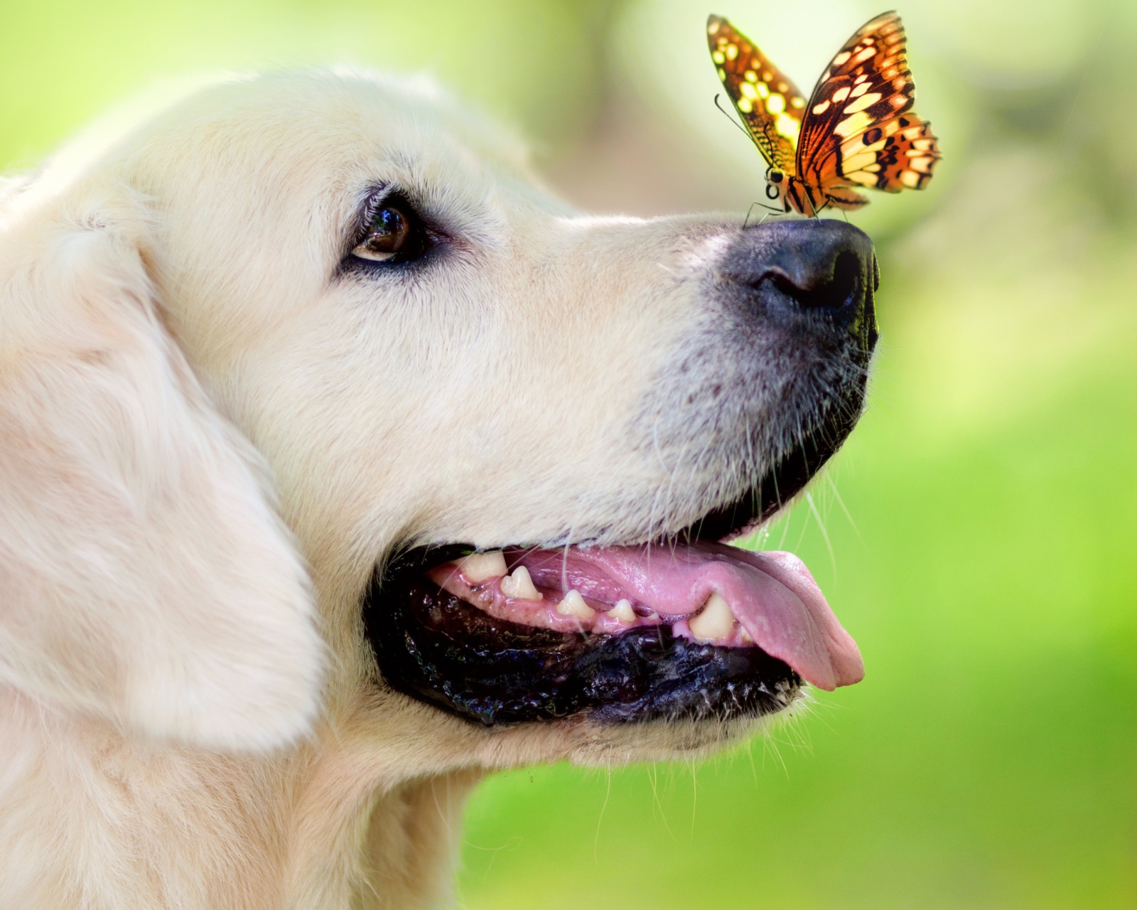 Das Butterfly On Dog's Nose Wallpaper 1600x1280