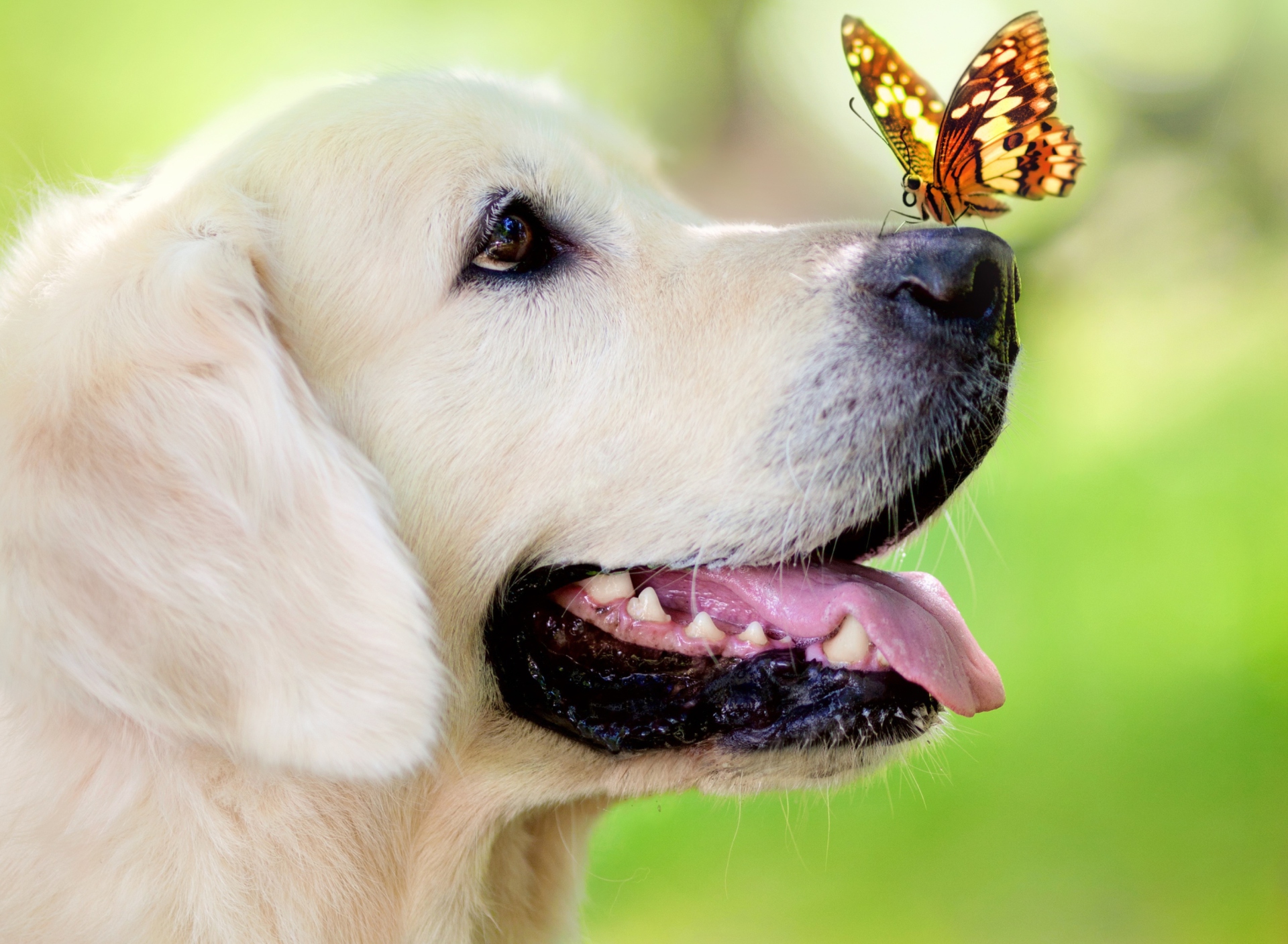 Das Butterfly On Dog's Nose Wallpaper 1920x1408