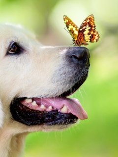 Das Butterfly On Dog's Nose Wallpaper 240x320