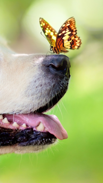 Sfondi Butterfly On Dog's Nose 360x640
