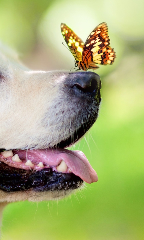 Das Butterfly On Dog's Nose Wallpaper 480x800