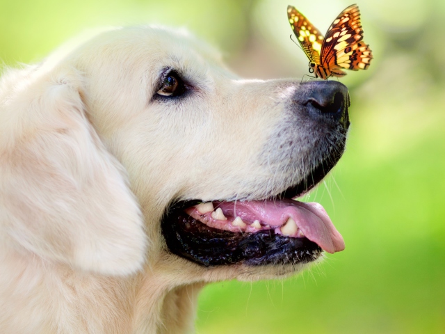 Обои Butterfly On Dog's Nose 640x480