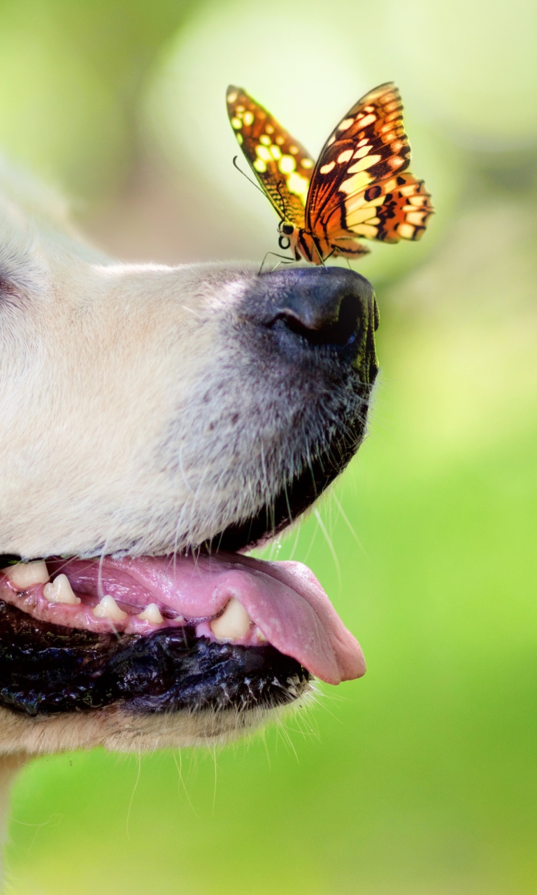 Butterfly On Dog's Nose wallpaper 768x1280
