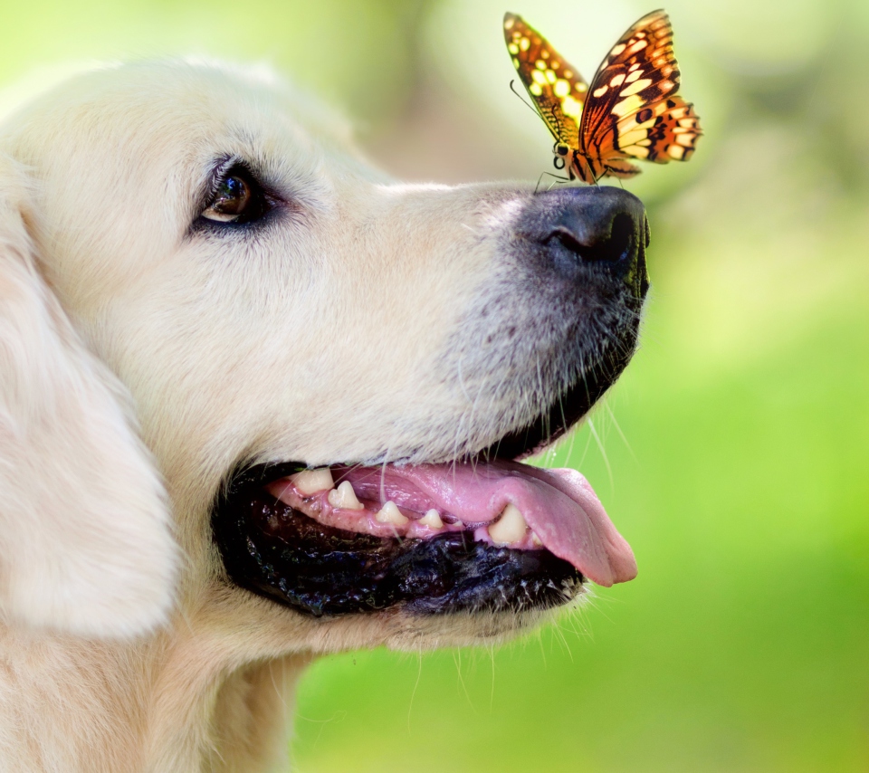 Das Butterfly On Dog's Nose Wallpaper 960x854