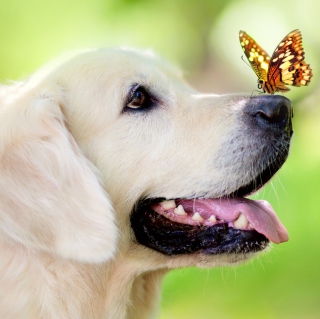Kostenloses Butterfly On Dog's Nose Wallpaper für iPad 3