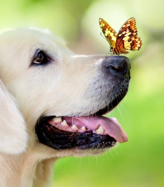 Butterfly On Dog's Nose - Obrázkek zdarma pro 320x480