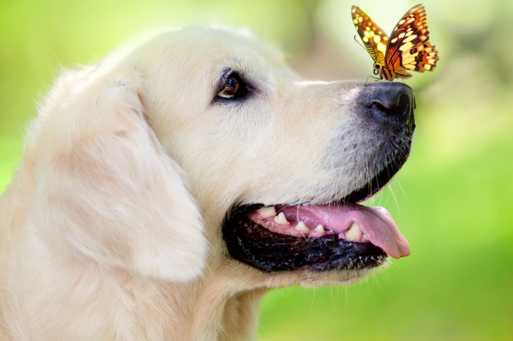 Fondo de pantalla Butterfly On Dog's Nose