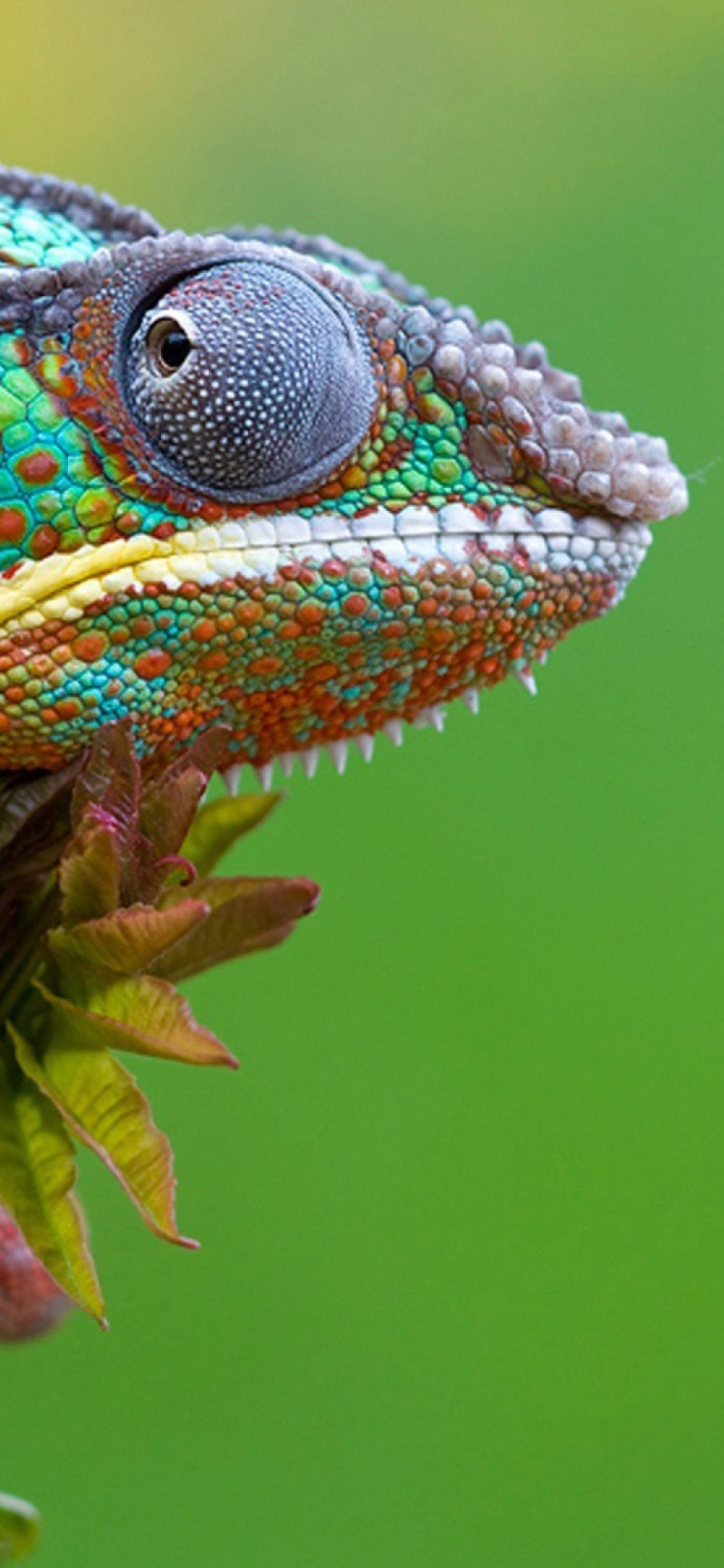 Fondo de pantalla Colored Chameleon 1170x2532